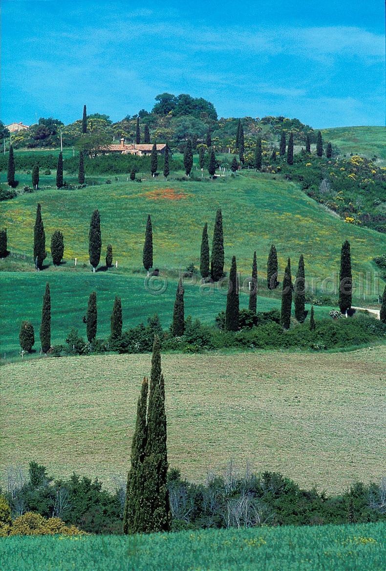 Hills, Tuscany, Italy
(cod:Tuscany 35)